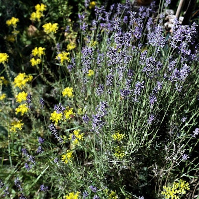 20200625-MAX-gartenkalender-10_2