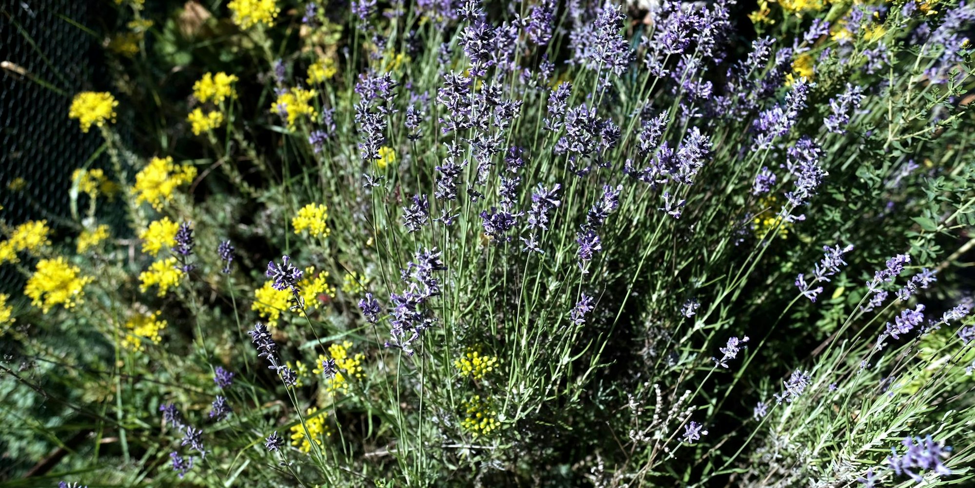 20200625-MAX-gartenkalender-10_2