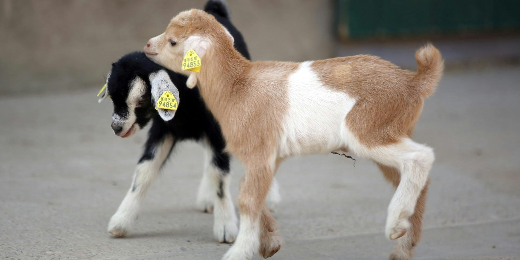 nab180816_Zoo_Ziegen_03