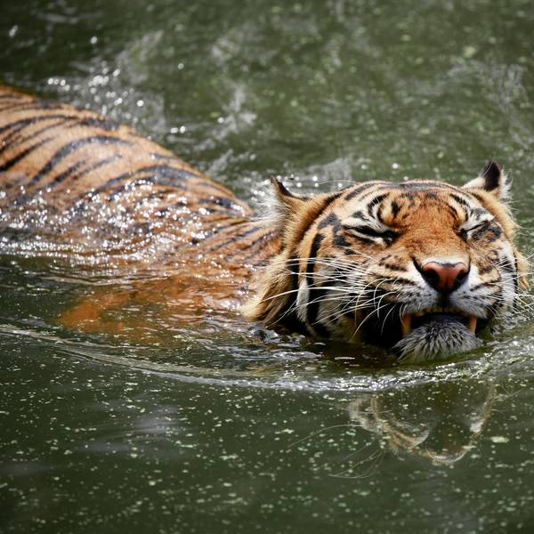 Sumatra-Tiger