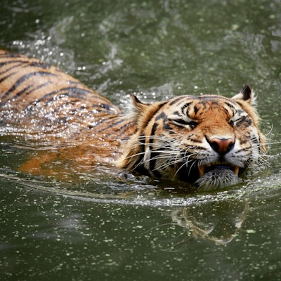 Sumatra-Tiger
