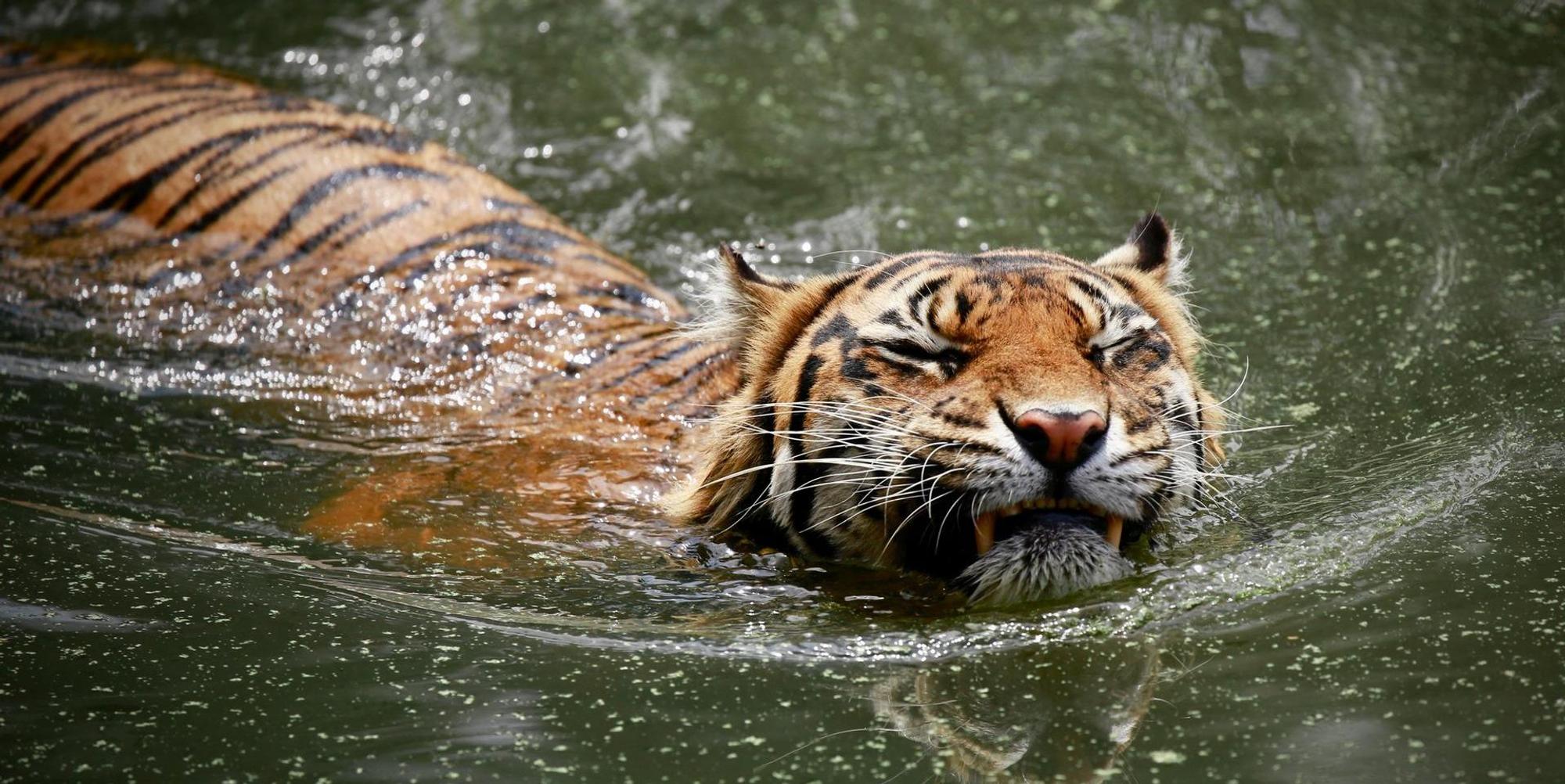 Sumatra-Tiger