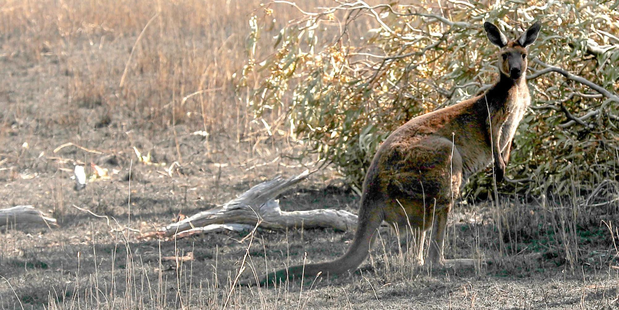 Australien Känguru Symbolbild dpa
