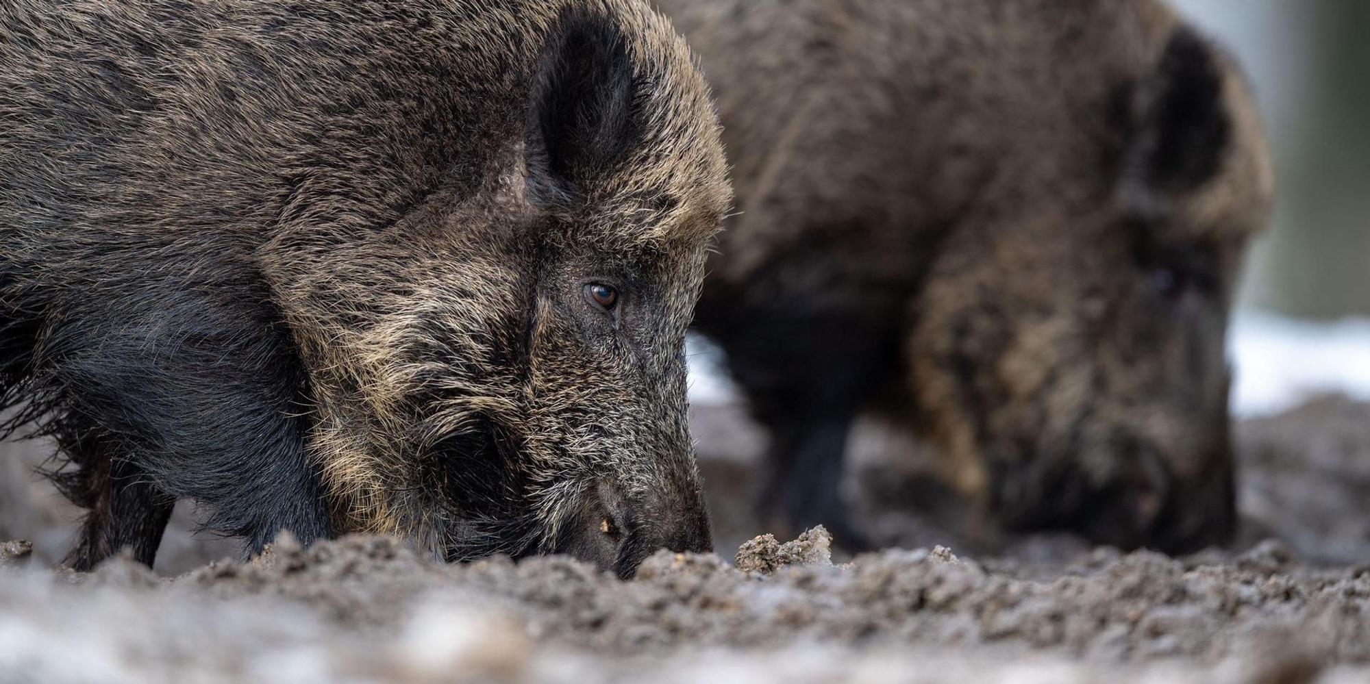 Wildschwein 171022