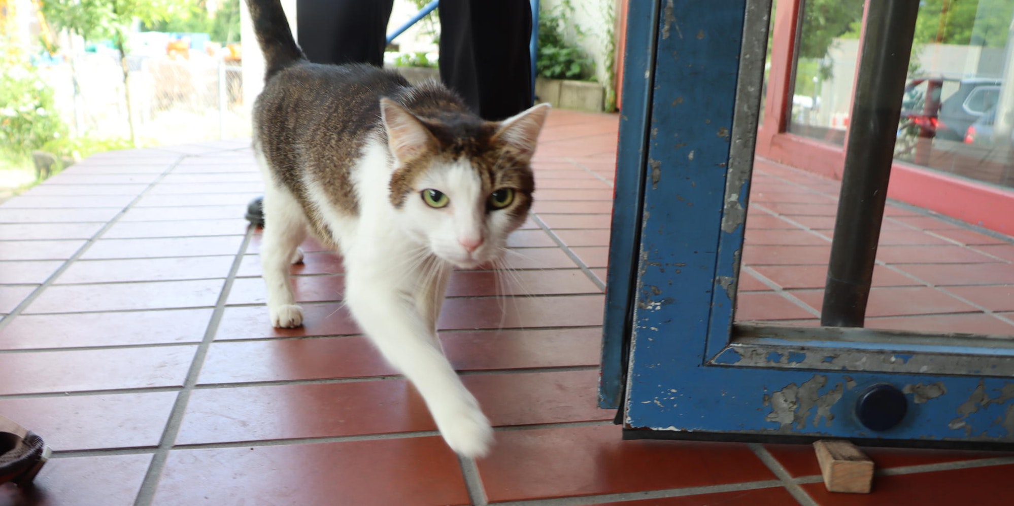 Hürth-Katze-Feuerwehr_004