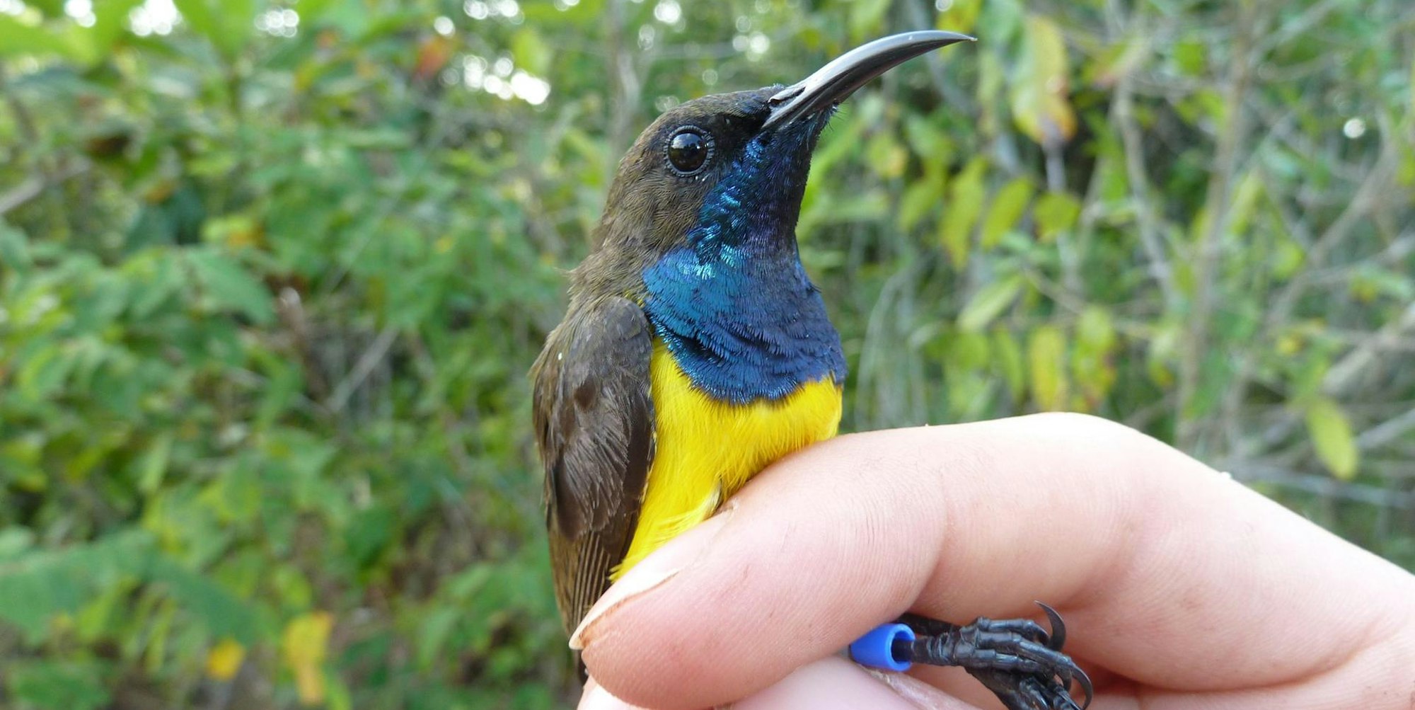 Nektarvogel dpa 301022