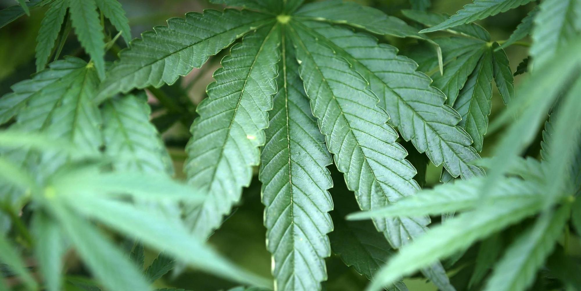 Cannabis