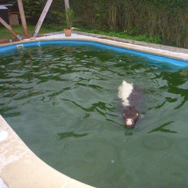 Kuh Pool