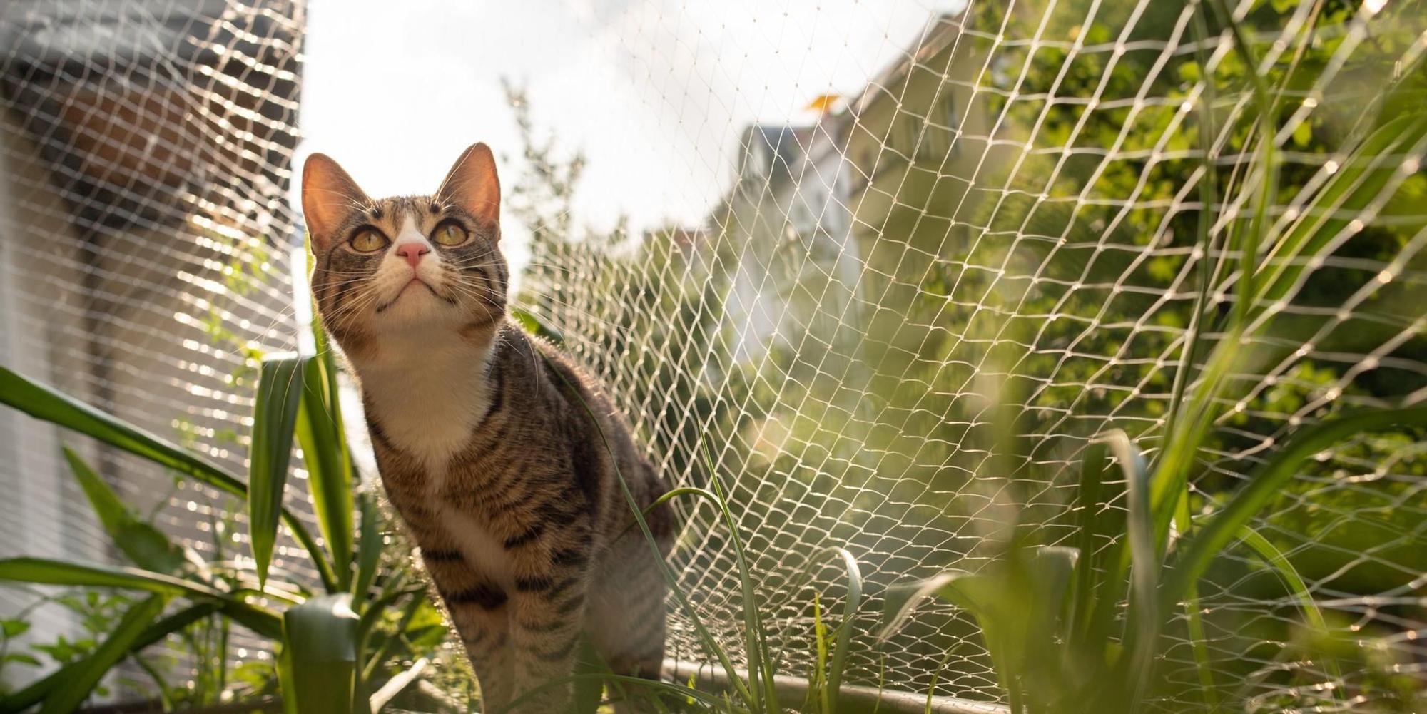 Eine Katze auf einem Balkon