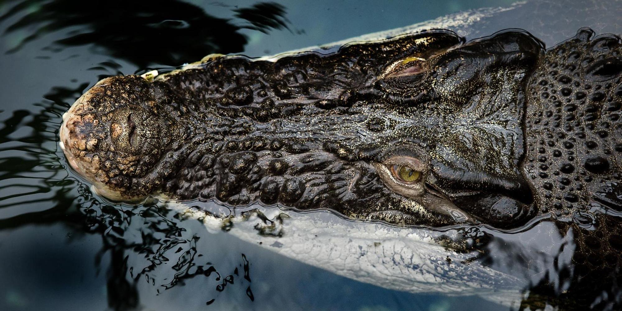 Krokodil
