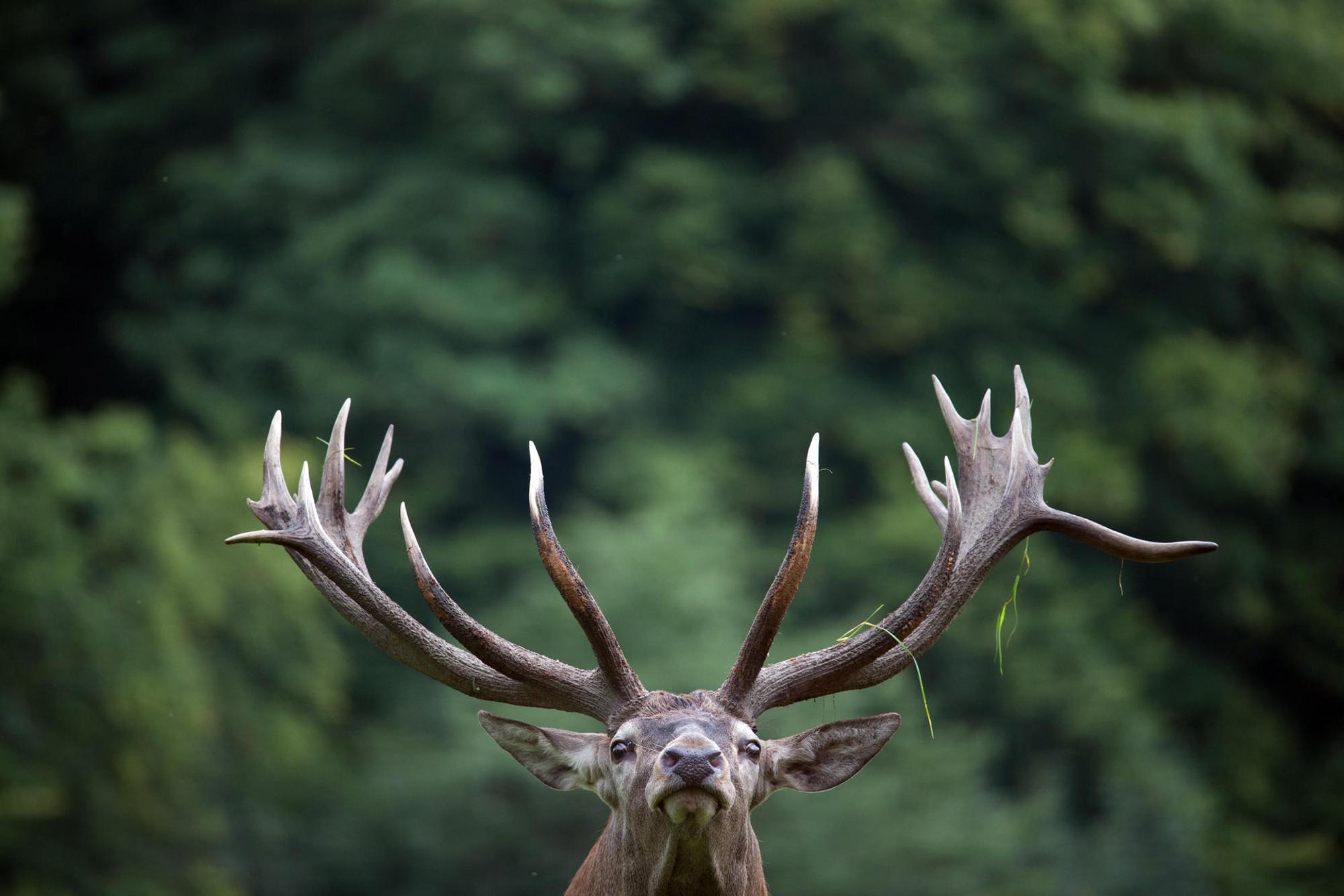 Hirsch Gut Leidenhausen dpa1