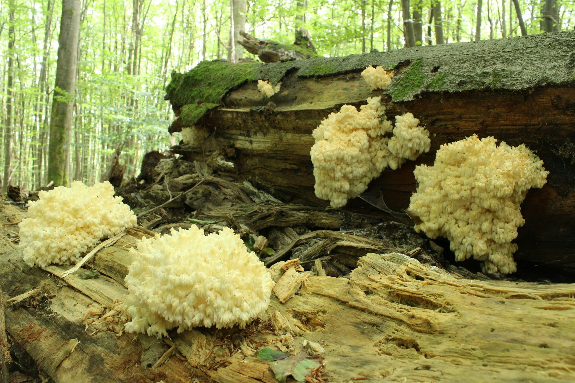 Jahresbilanz Nationalpark_002