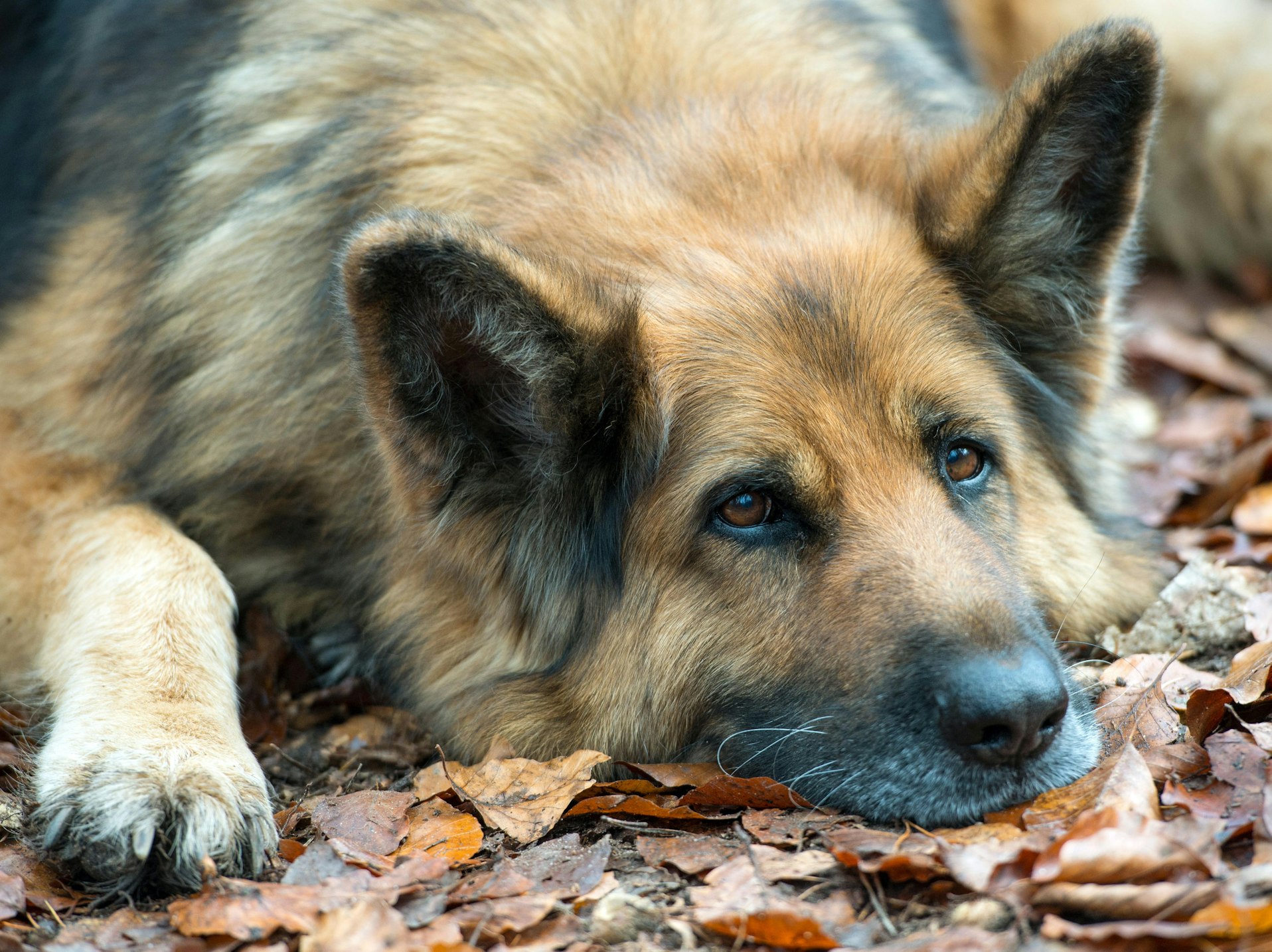 Schäferhund