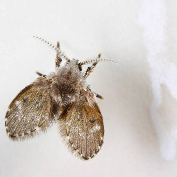 Abortfliege IMAGO 120822