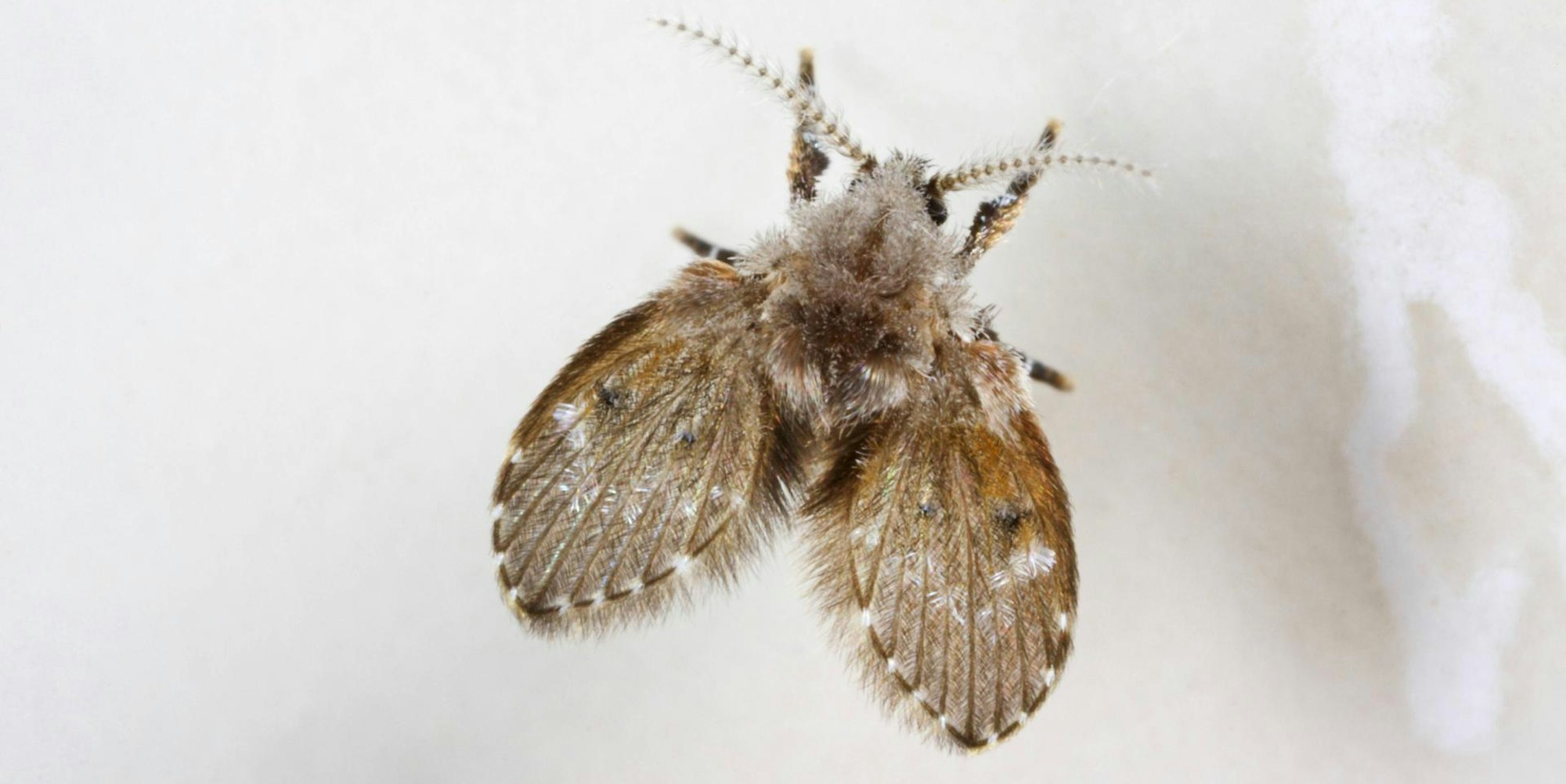 Abortfliege IMAGO 120822