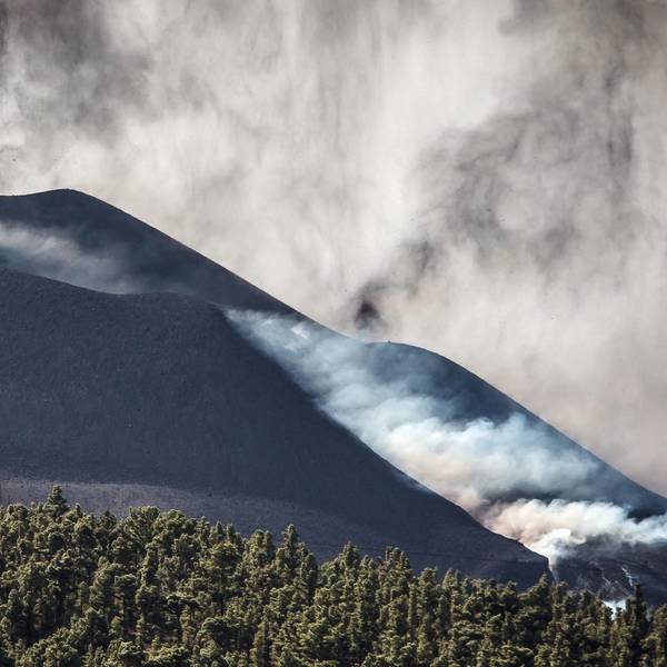 lapalma hunde