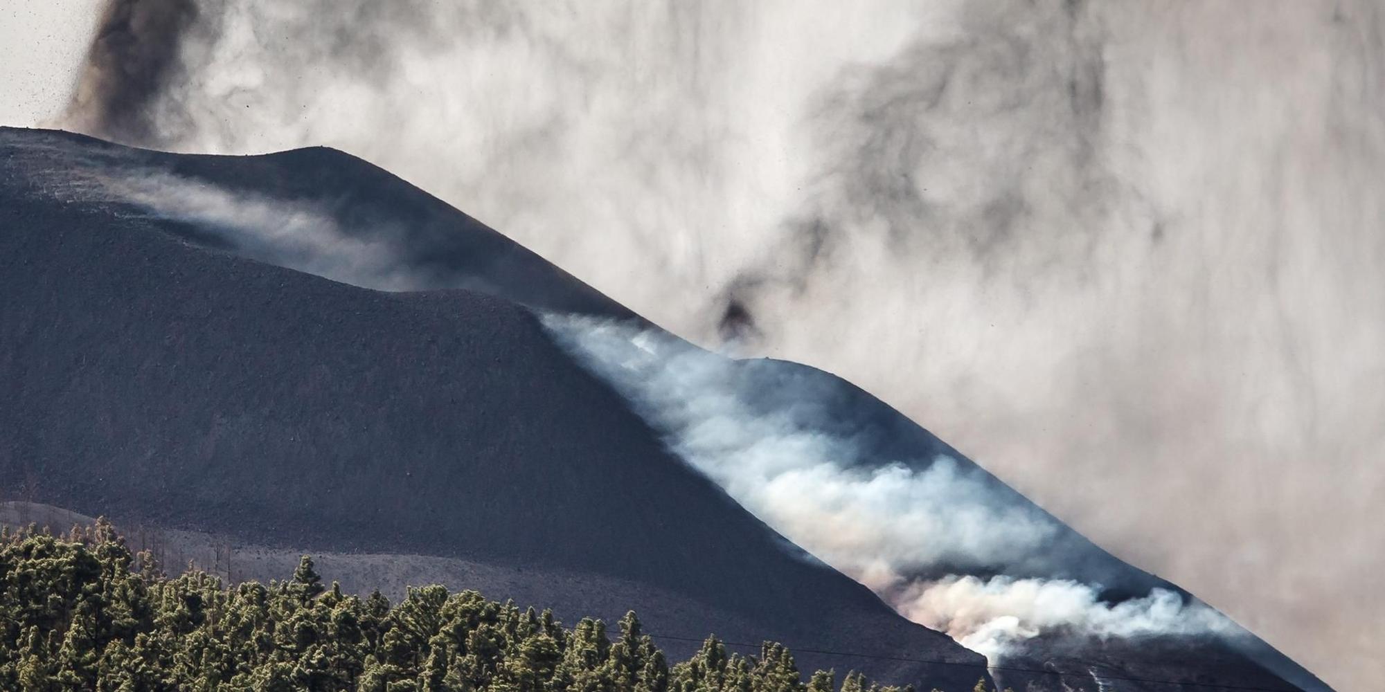 lapalma hunde