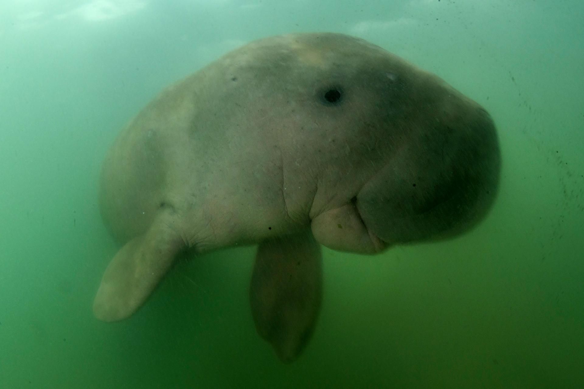 Dugong 1