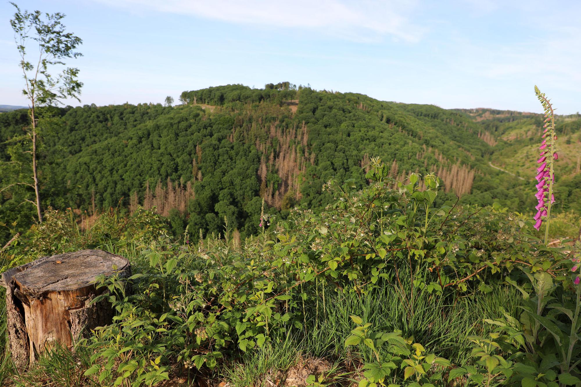 wandertag sieg hügel