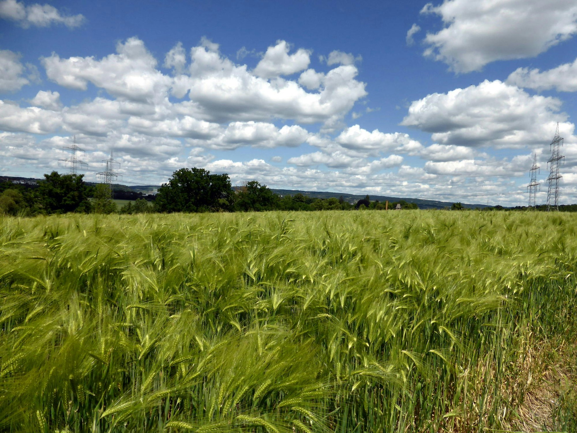 Netterundweg Wandertag Grün