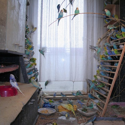 Animal Hoarding Wellensittiche