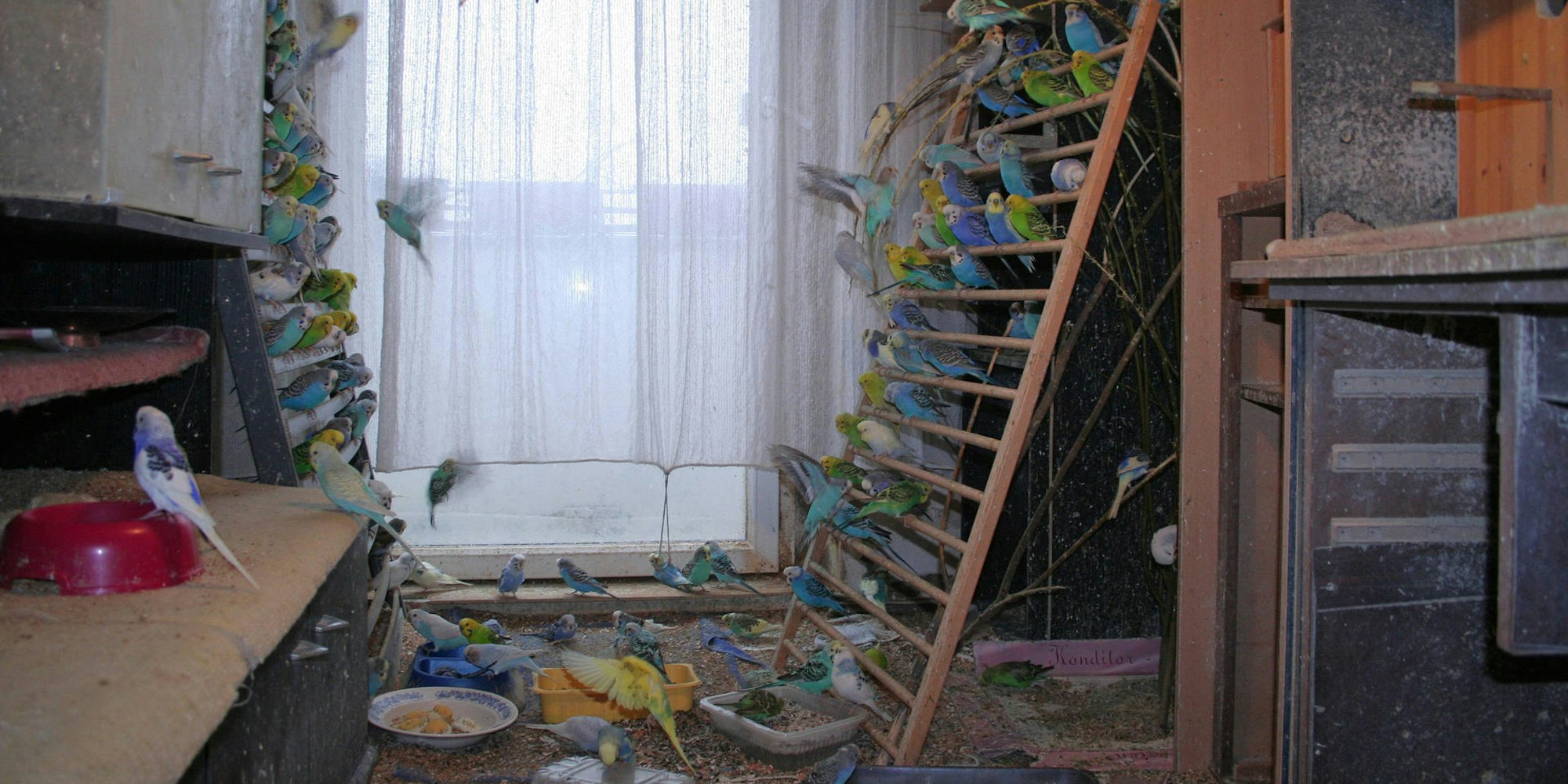 Animal Hoarding Wellensittiche