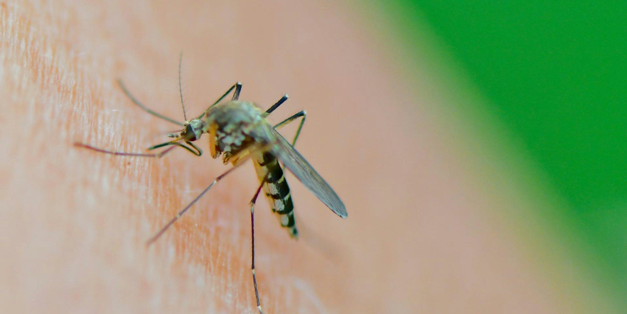 steckmücke_plage