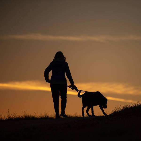 Hund 170820