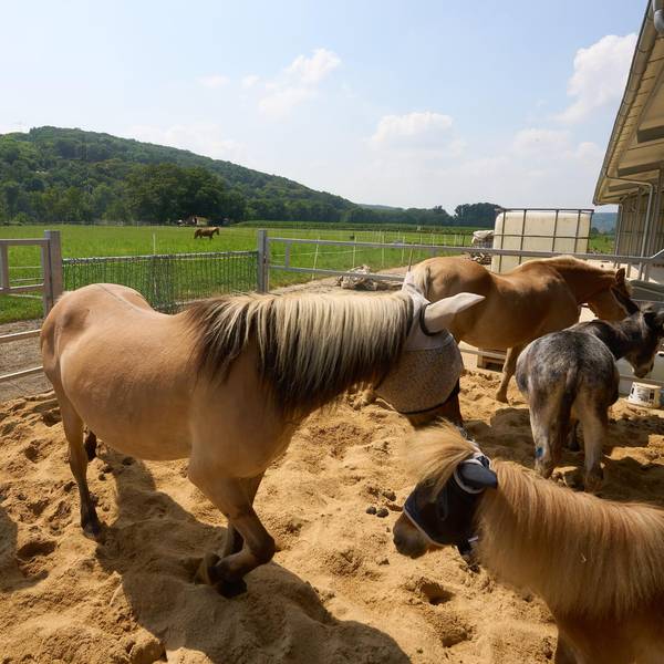 Vor Hochwasser gerettete Tiere