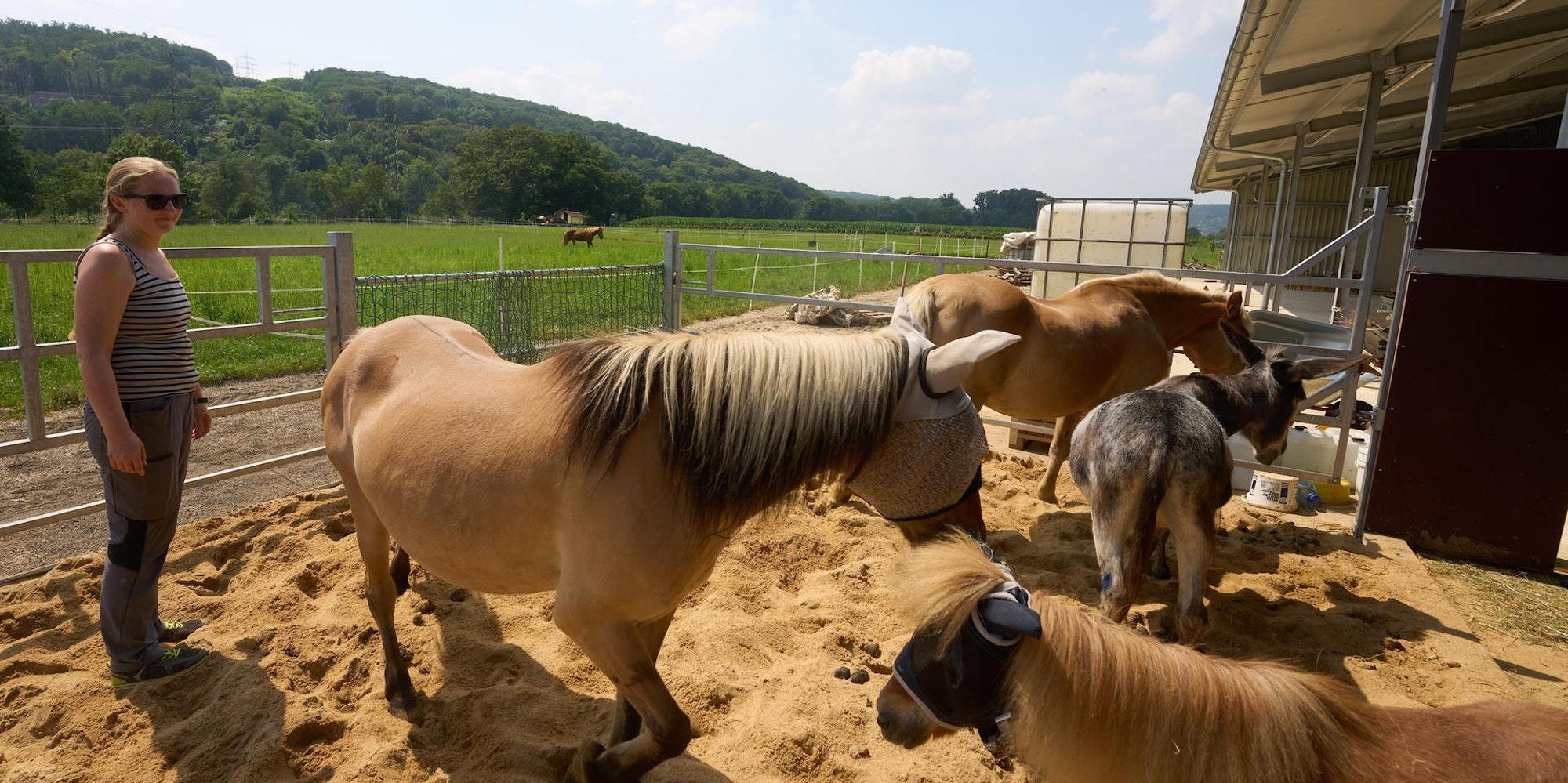 Vor Hochwasser gerettete Tiere