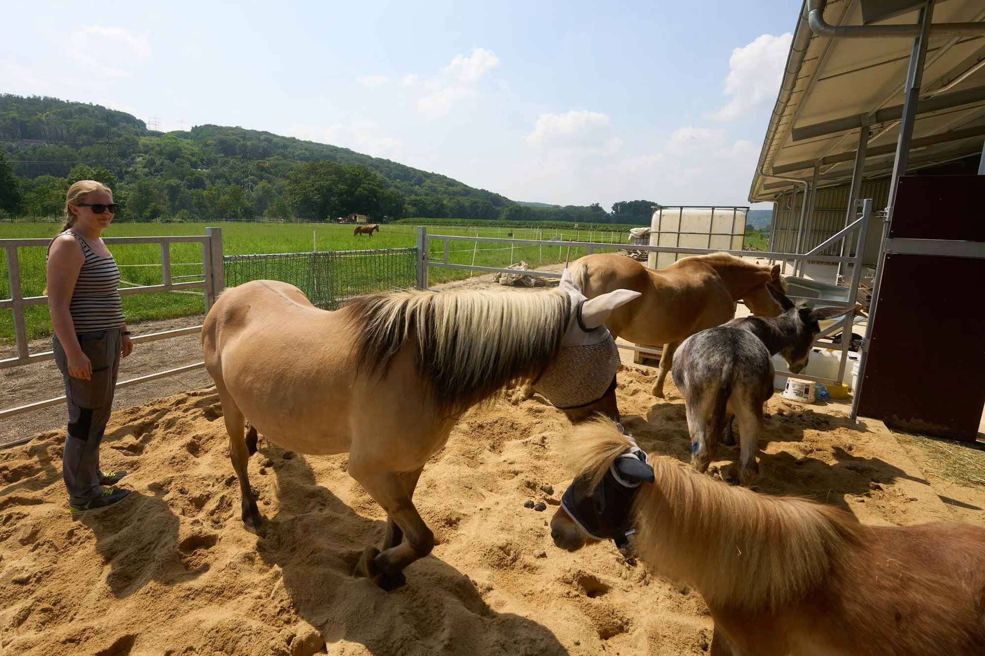 Vor Hochwasser gerettete Tiere