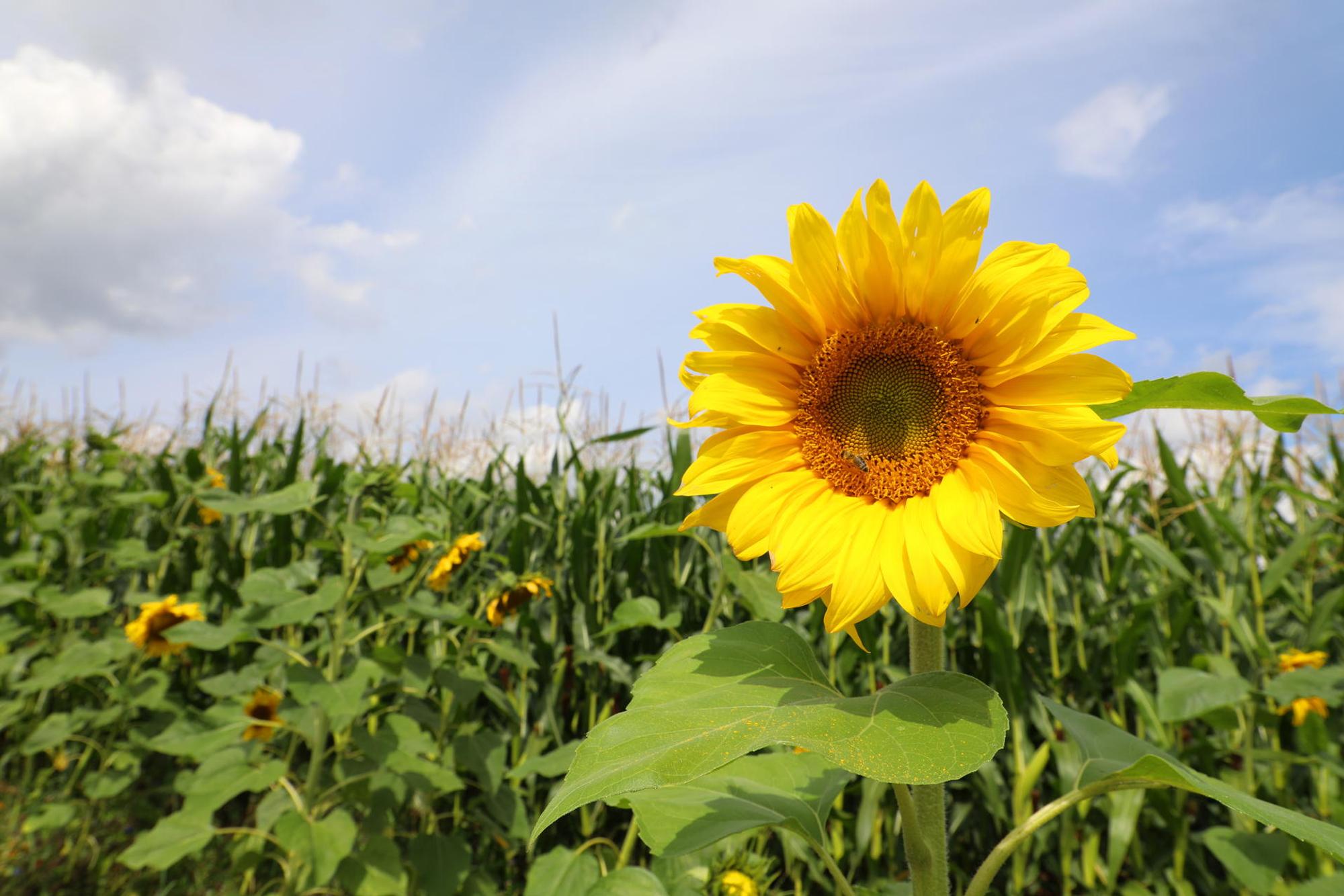 07_Sommertour_Sonnenblume 130821