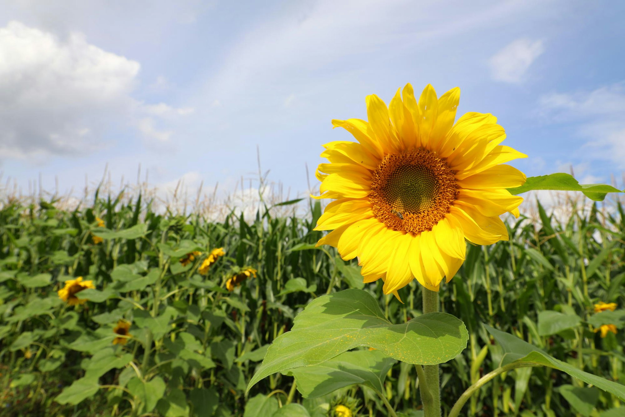 07_Sommertour_Sonnenblume 130821