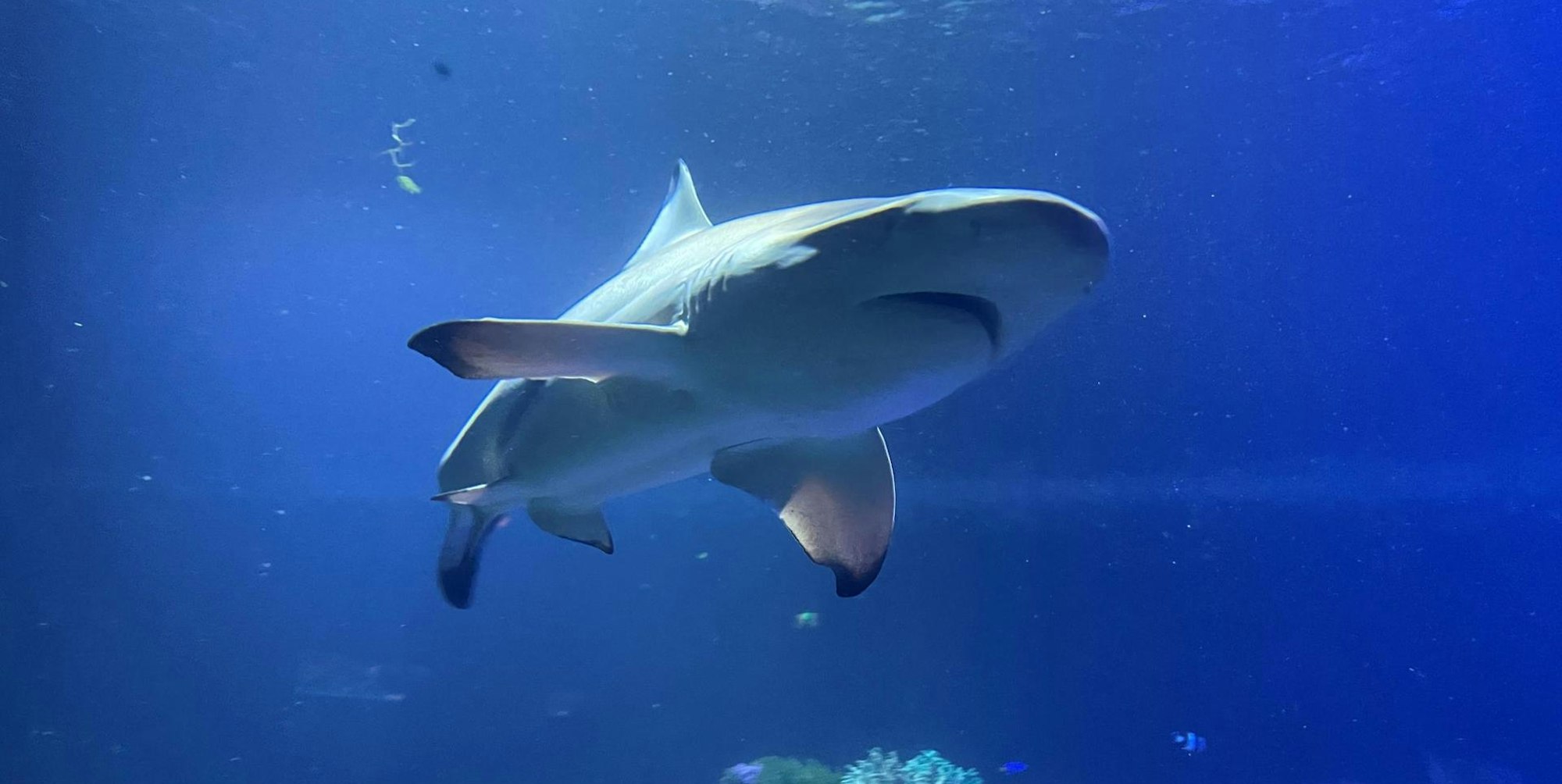 Hai Angriff Symbolbild dpa