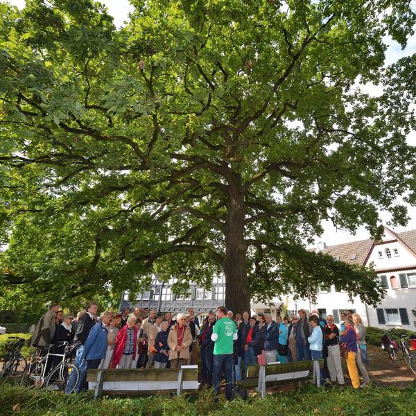 Gronauer_Alte_eiche