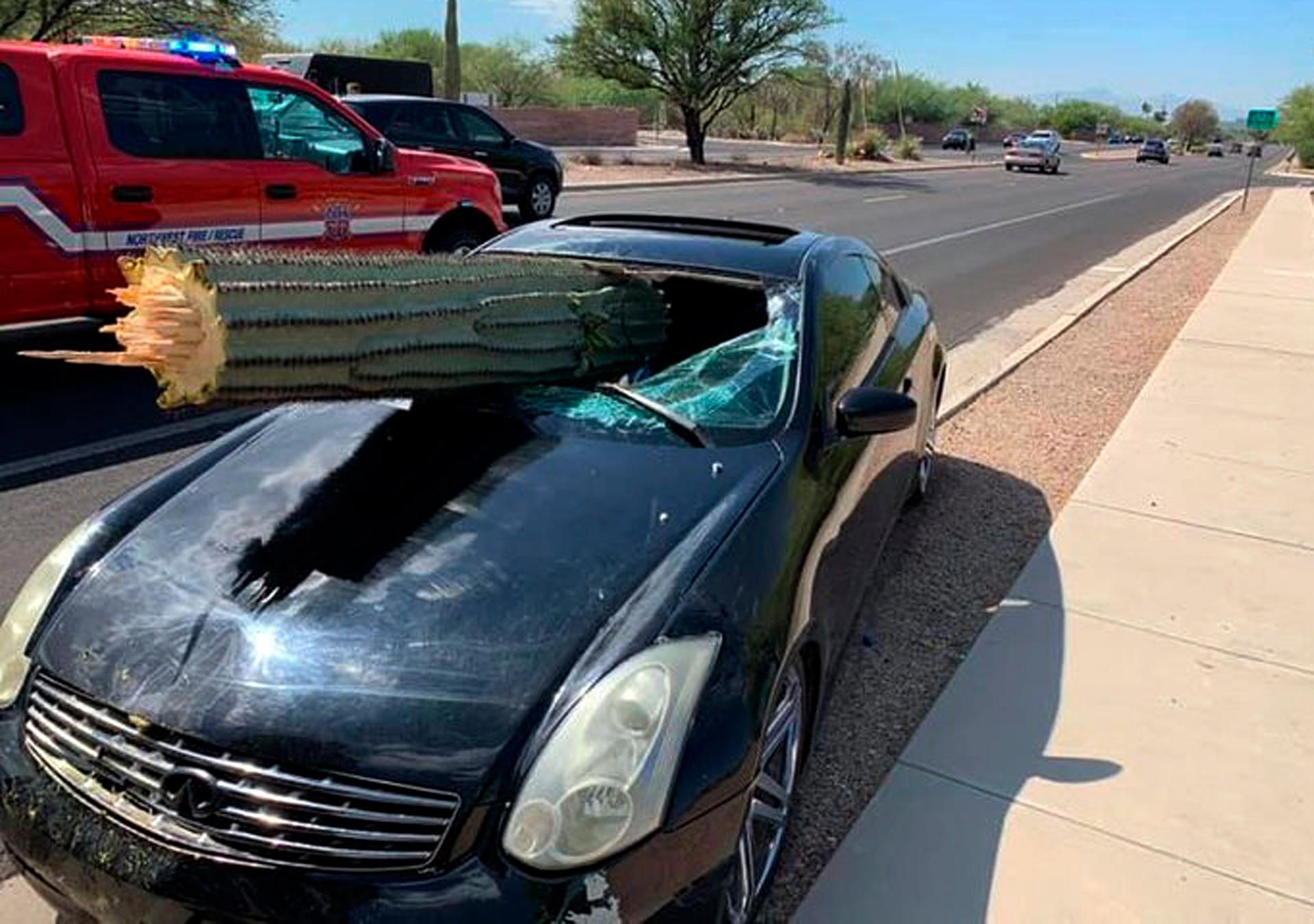 Kaktus Tucson