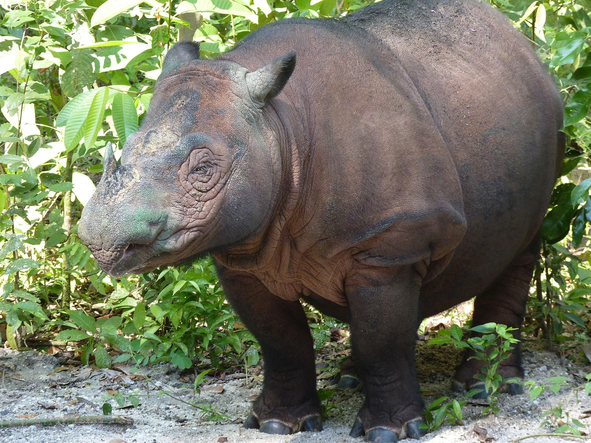 Malaysias letztes Sumatra-Nashorn 241119