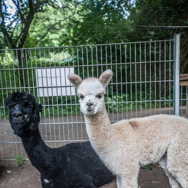 wildpark_RLE_Leverkusen08122021ALF_7407
