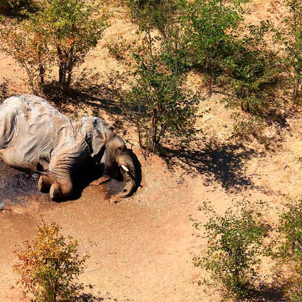 Elefant ap neu