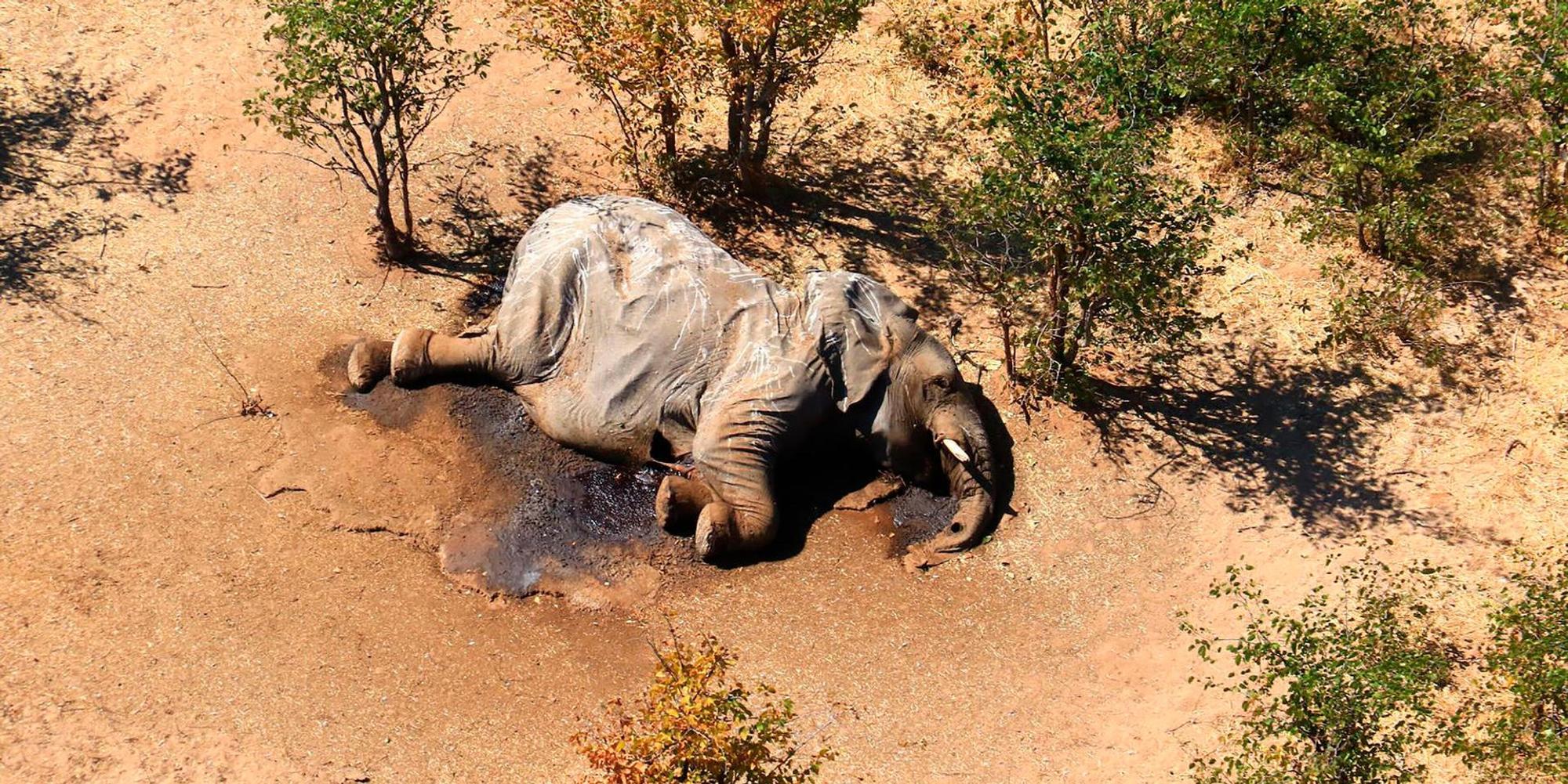 Elefant ap neu