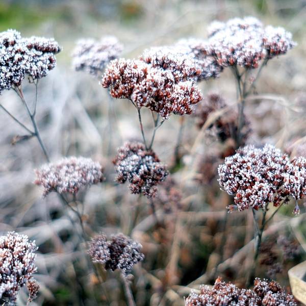 Gartenkalender (1)