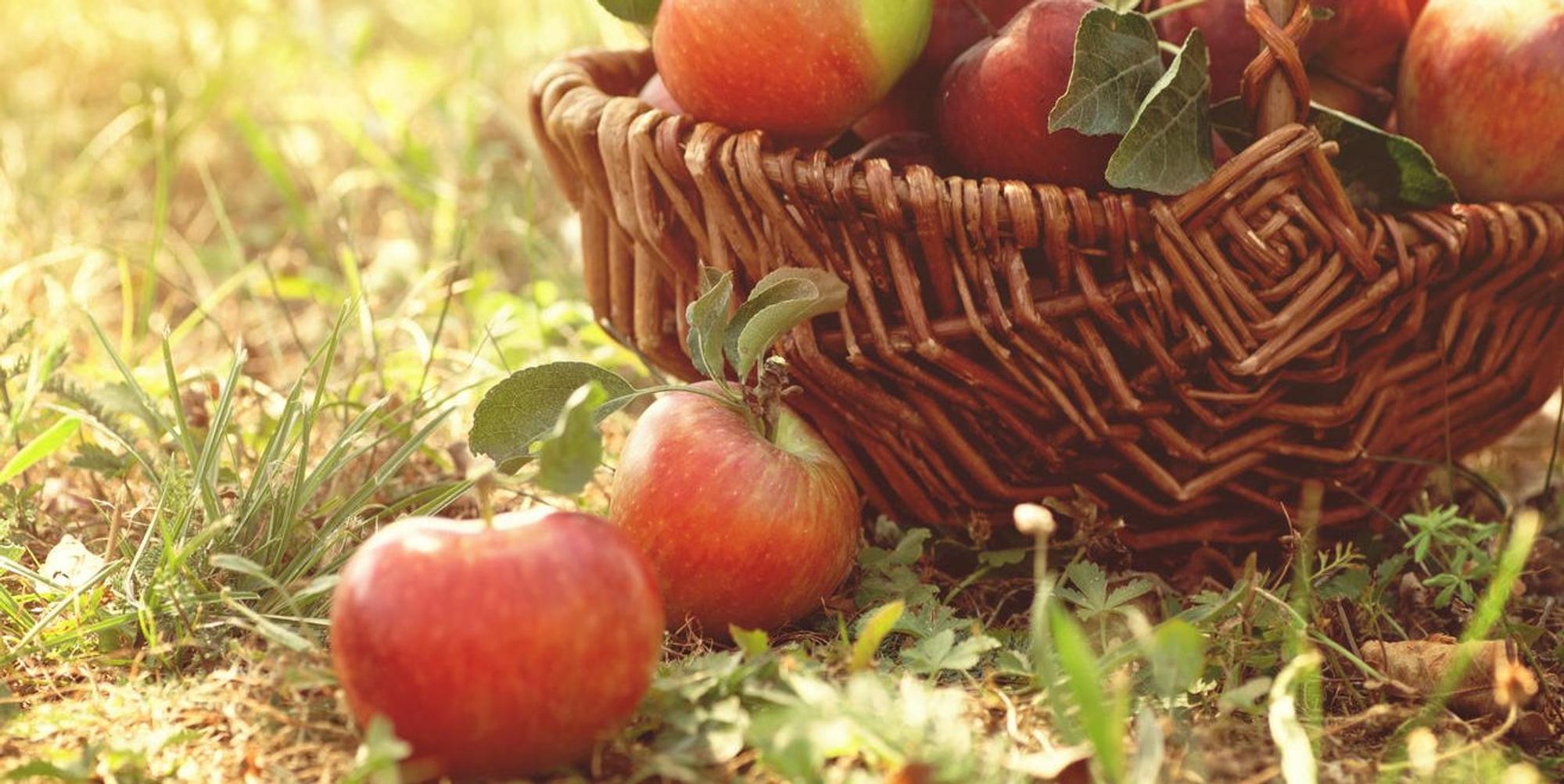 apfel korb getty
