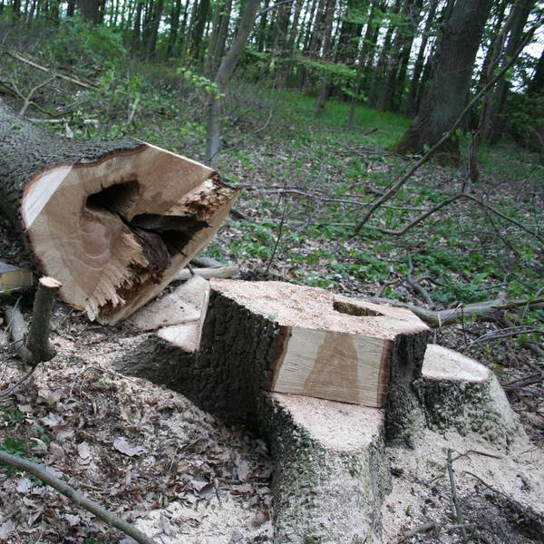 Gefallener Baum Friesheimer Busch