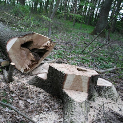 Gefallener Baum Friesheimer Busch
