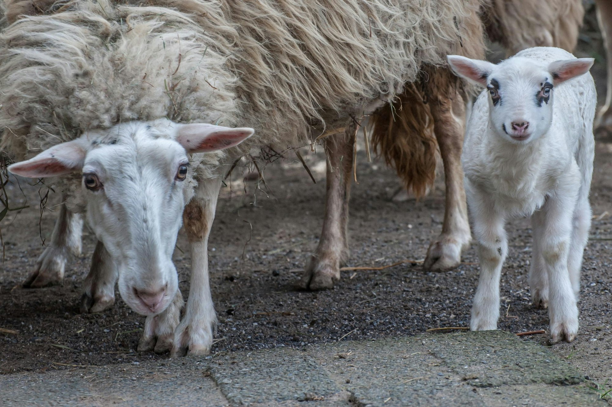 leverkusen-wildpark-ALF_5413