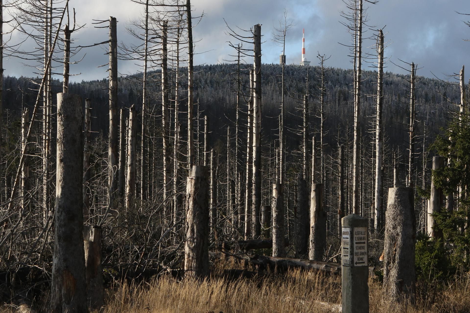 Waldsterben_Brocken